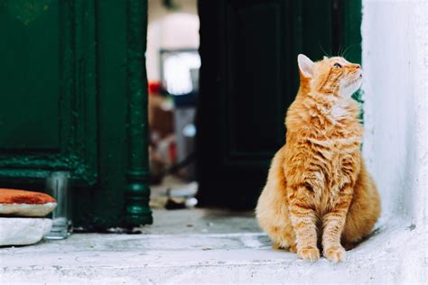 Are Cat Food Bags Recyclable How To Recycle Pet Food Bag The Furry
