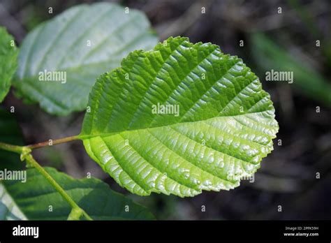 Aliso negro común Alnus glutinosa primer plano de la hoja que crece