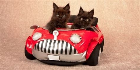 32 Best Cats And Carsdriving Riding Etc Images On Pinterest