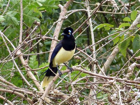 08 Geai acahé Cyanocorax chrysops Plush crested Jay Flickr