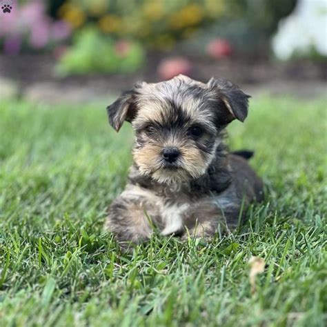 Shorkie Puppies For Sale - Greenfield Puppies