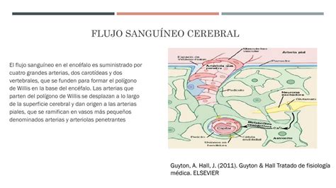 Solution Flujo Sangu Neo Cerebral Studypool