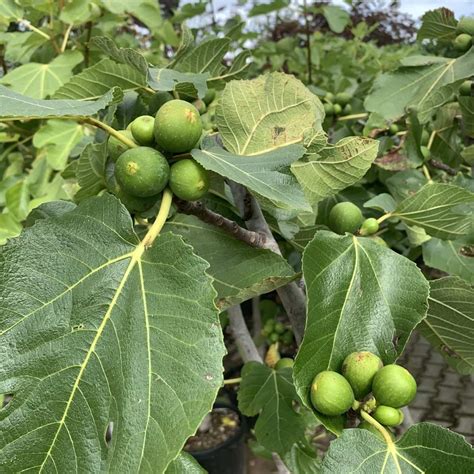 Vijgenboom Ficus Brown Turkey Tuinplantenbezorgd Nl