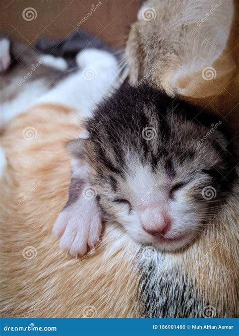 Cute Kitten Sleeping on Mom Stock Photo - Image of yellow, spring ...