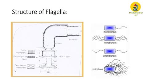 Microbiology Lecture 1 Bacterial Structure Functions And Genetics