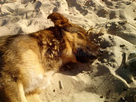 Sleeping Dog Wolf Animals Zoo Stock Photo Image Of Desert Animals