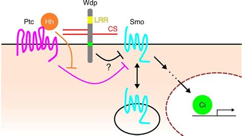 Model For The Function Of Wdp In Modulating Hh Signaling The