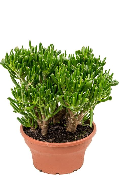 Crassula Hobbit Jade Plant 35cm Kopen 123plantennl