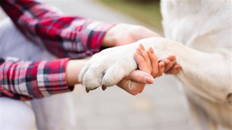 Cinoterapia como a terapia cães ajuda crianças e idosos