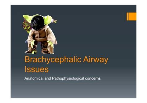 Brachycephalic Airway Syndrome Anatomy And Pathophysiology