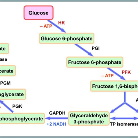 Schematic diagram of glycolysis. | Download Scientific Diagram