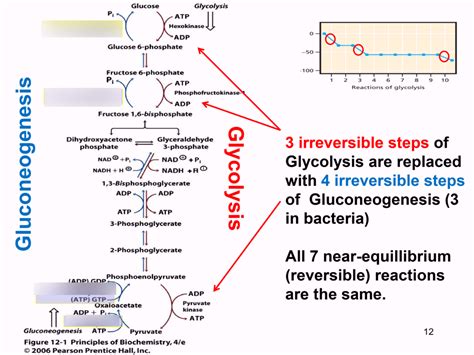 Gluconeogenesis Enzymes Diagram | Quizlet