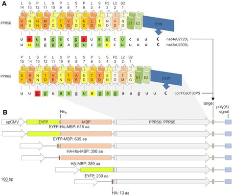 Design Of Constructs For Expressing Plant Rna Editing Factors In Human Download Scientific