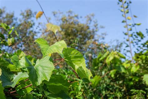 287 Gold Vine Border Stock Photos Free And Royalty Free Stock Photos