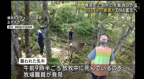 【北海道】牛を襲うクマoso18か 標茶町で死んだ乳牛1頭見つかる 現場の痕跡からdna鑑定へ News Everyday