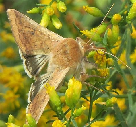 Corn Earworm Helicoverpa Zea Bugguidenet