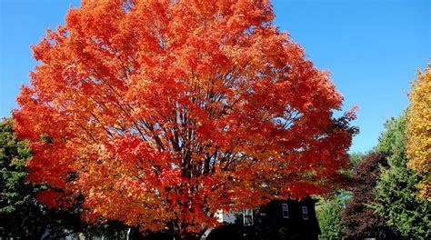 Why Is My Maple Tree Dying TreeNewal