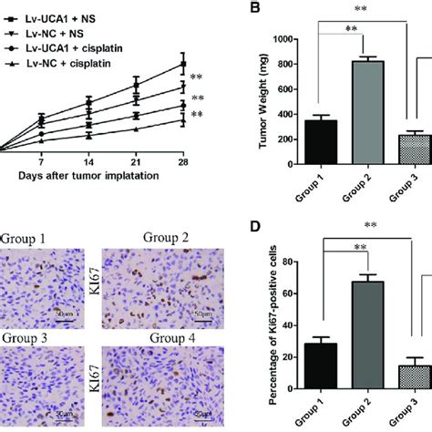 Lncrna Uca1 Promotes Cisplatin Resistance In Vivo A Photographs Of