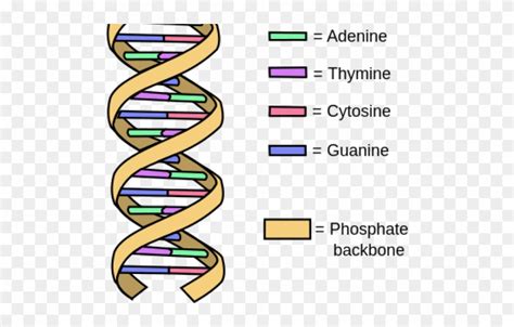 Dna Structure Clipart Drawing Labeled - Weird Flex But Ok - Png ...