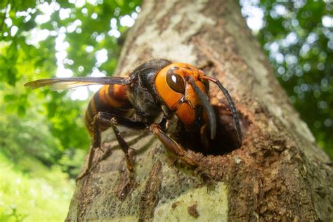 Abeja Japonesa Caracter Sticas H Bitat Alimentaci N Y Reproducci N