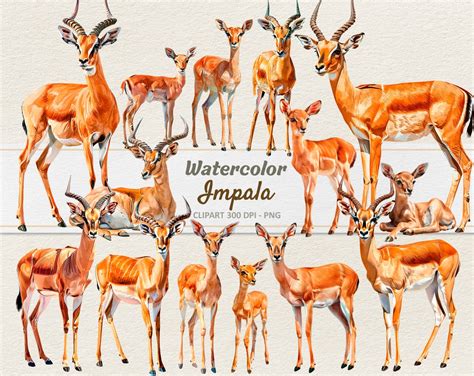 Watercolor Impala Clipart Digital Illustration Antelope Rooibok Png