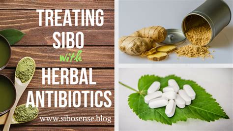 All About Treating SIBO With Herbal Antibiotics Sibo Sense