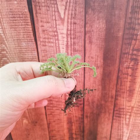 Pelargonium Triste Succulentsucculents