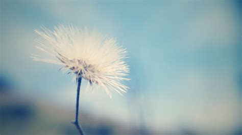 Dandelion, Down, Flower wallpaper | HD Wallpapers