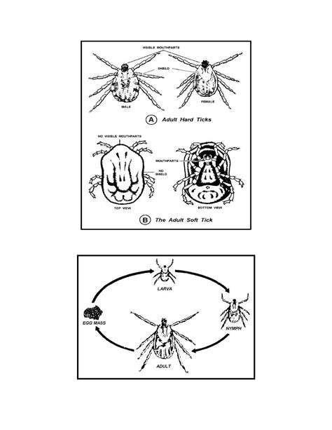 Figure 5-3. Ticks. A Adult hard tick. B Adult soft tick. - Communicable ...