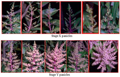 Agronomy Free Full Text Deep Learning For Mango Mangifera Indica