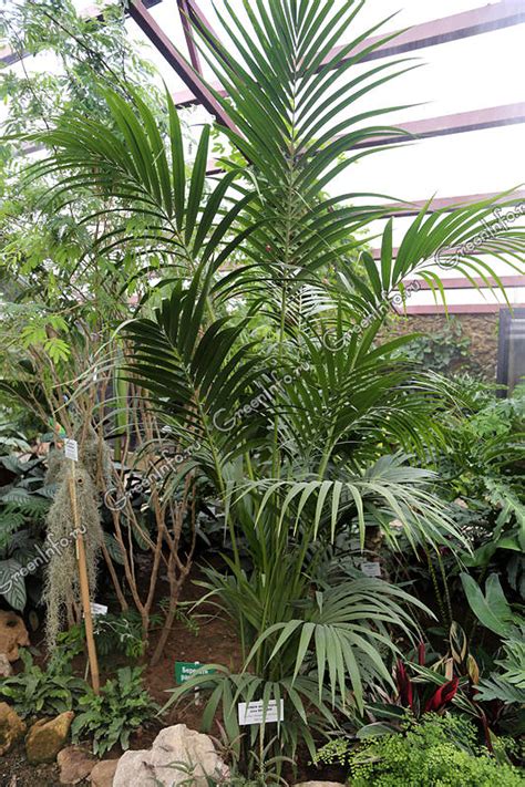 Ховея - Пальмы - Комнатные растения - GreenInfo.ru