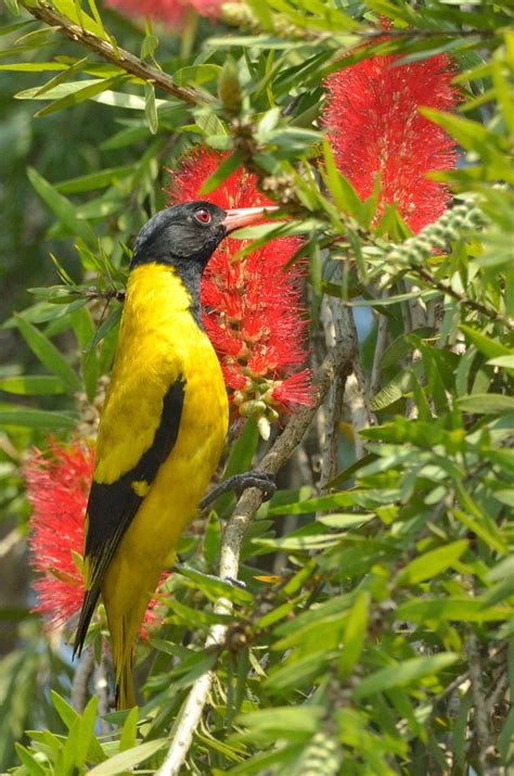 Spring Garden Black Hooded Oriole Oriolus Xanthornus In Flickr