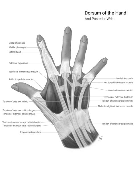 Dorsum Anatomy