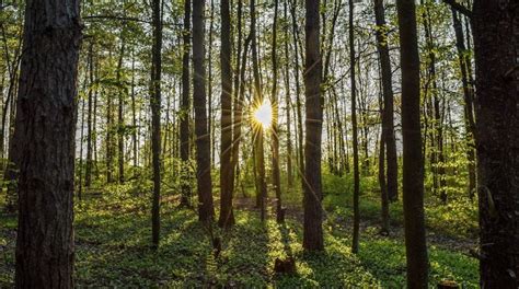 What Is Selective Cutting? Silviculture & Sustainable Forestry