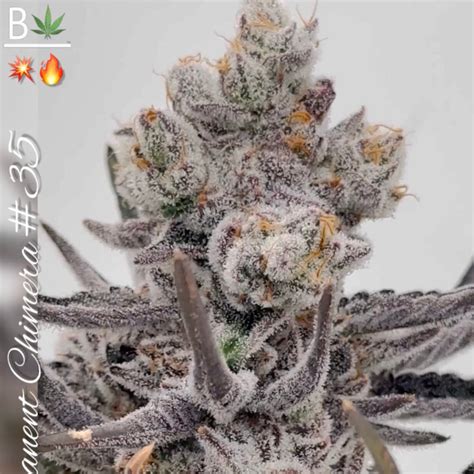 Permanent Chimera Beleaf Feminized Seeds Blackbuffalo Seed Bank