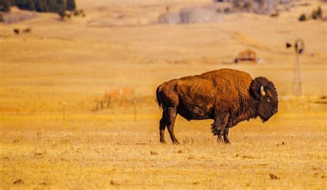 Learn about the incredible wildlife of Southern California