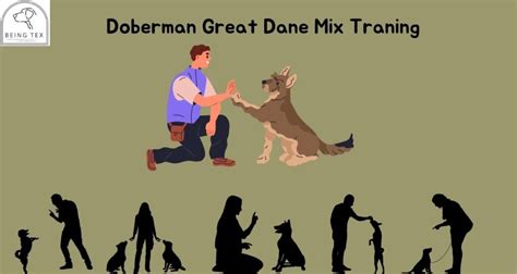 Unveiling the Splendor of the Great Dane Doberman Mix - Being Tex