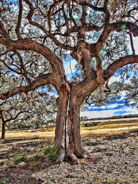 Symptoms Of Oak Wilt How To Diagnose Oak Wilt Disease In Trees Gardening Know How