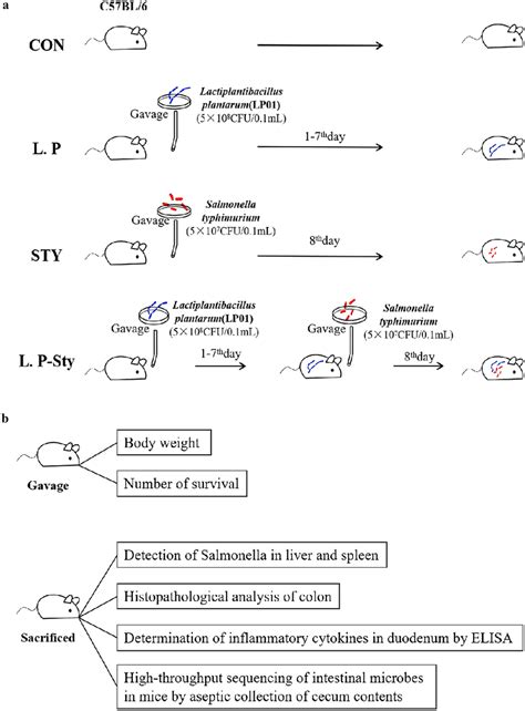 Experiment Pattern Diagram A Experimental Mice Grouping And Treatment Download Scientific