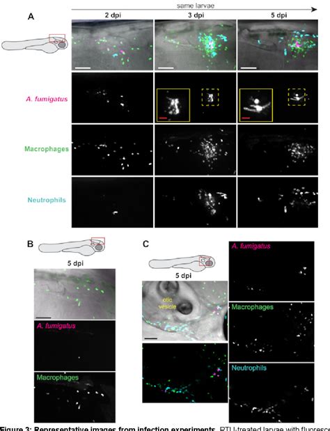 Figure 3 From Infection Of Zebrafish Larvae With Aspergillus Spores For