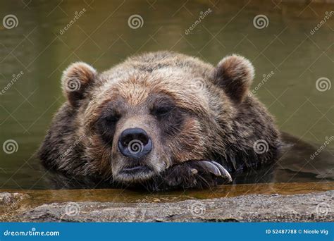 Sleeping Brown Bear stock photo. Image of mammel, large - 52487788