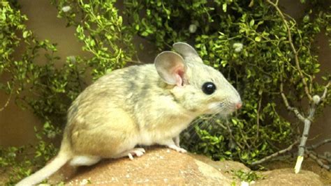 Desert Rat Relies on Microbes To Detoxify Its Deadly Meals