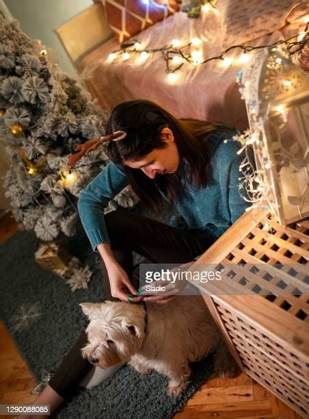 55 Westie Christmas Stock Photos High Res Pictures And Images Getty
