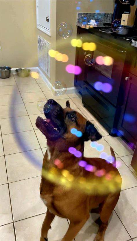 Bubble Dog Rdog