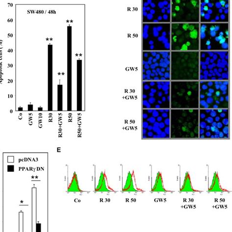 Ppar Contributes To Rsv Induced Apoptosis In Colon Cancer Cells A