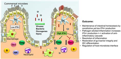 Frontiers The Protective Role Of Type I Interferons In The