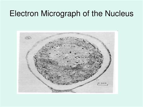 Ppt The Nucleus Powerpoint Presentation Free Download Id4241798