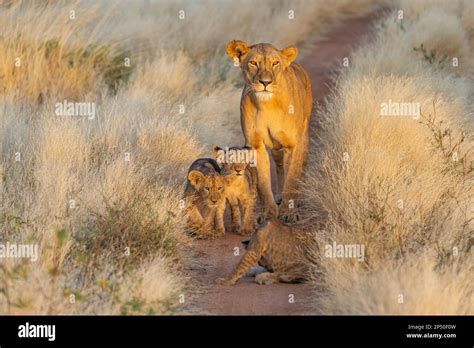 Lion Mother And 3 Cubs Walking In Beautiful Morning Light Through