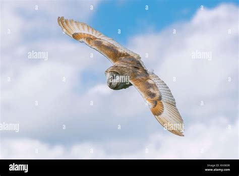 Barn Owl in Flight Stock Photo - Alamy