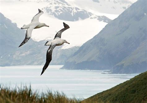 Albatross Birds In The Sky Albatross Beautiful Birds